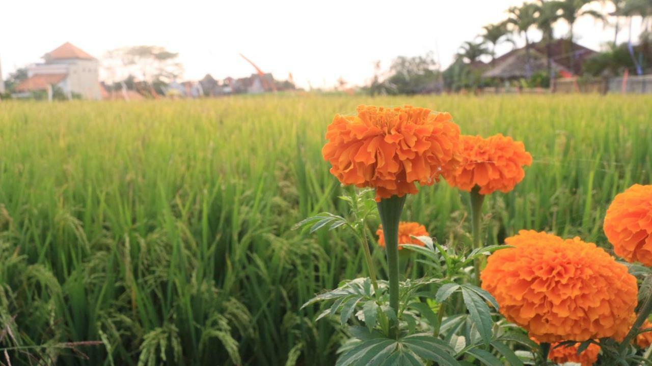 Villa Padi Canggu Kültér fotó